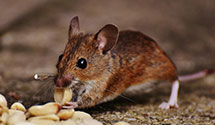 24 Hour & Emergency Exterminators in Ca State Univ Dom Hills, CA